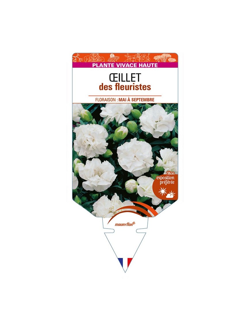 DIANTHUS caryophyllus (blanc) voir ŒILLET des fleuristes