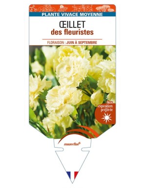 DIANTHUS caryophyllus (jaune) voir ŒILLET des fleuristes