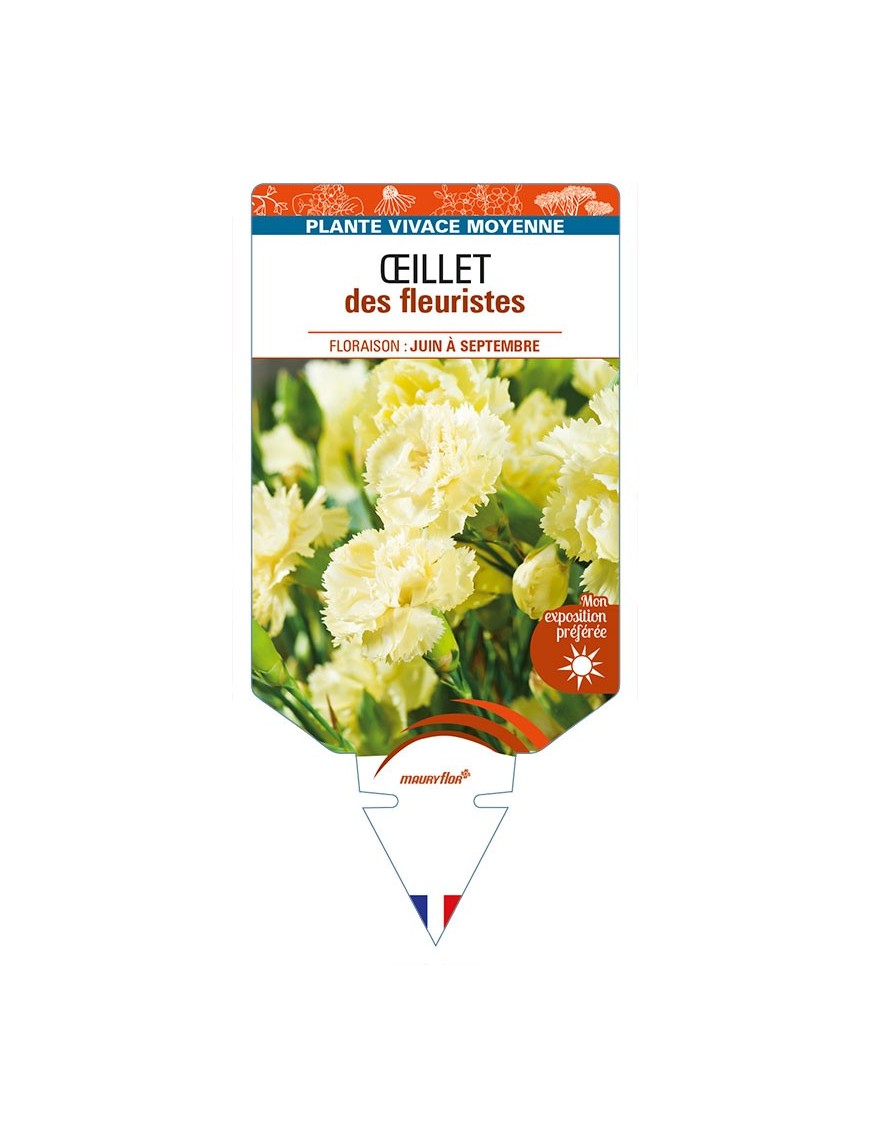 DIANTHUS caryophyllus (jaune) voir ŒILLET des fleuristes