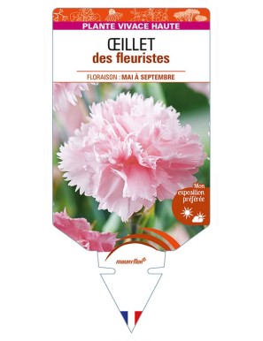 DIANTHUS caryophyllus (rose) voir ŒILLET des fleuristes