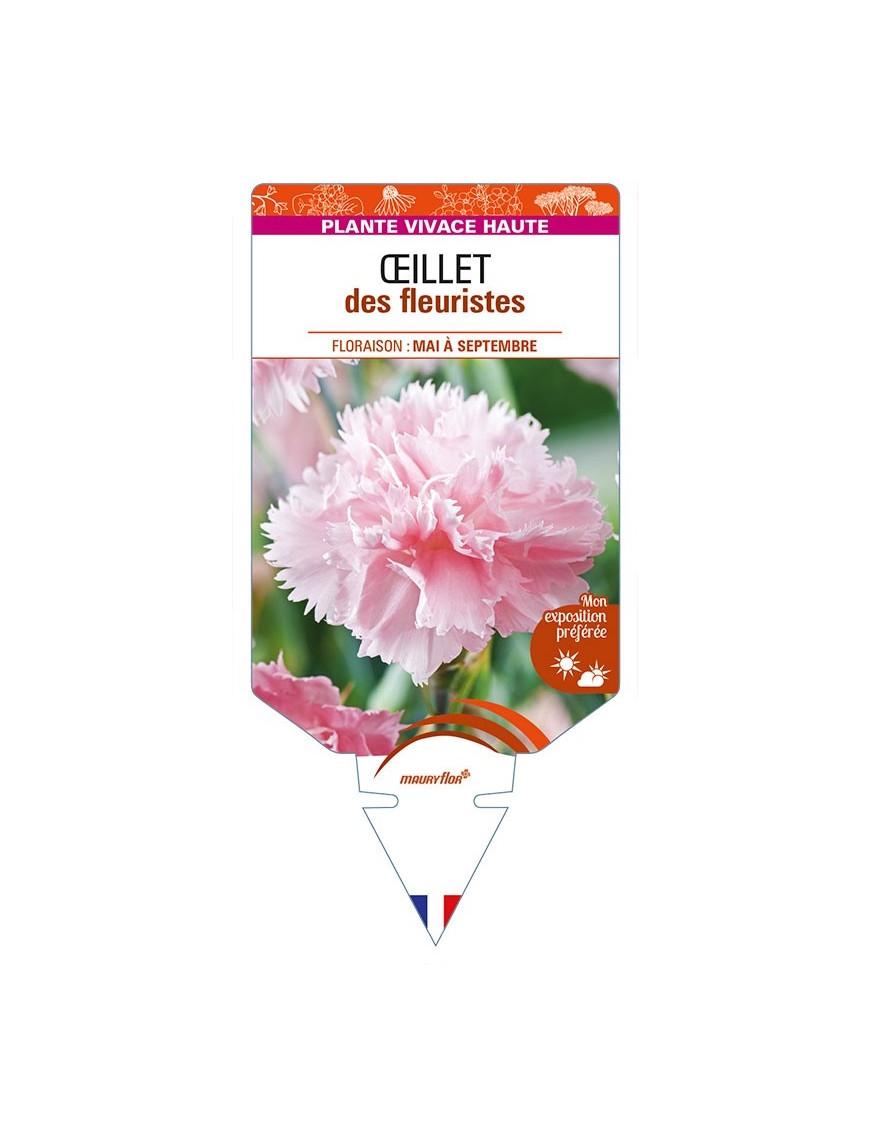 DIANTHUS caryophyllus (rose) voir ŒILLET des fleuristes