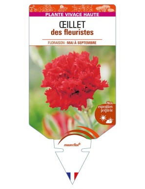 DIANTHUS caryophyllus (rouge) voir ŒILLET des fleuristes