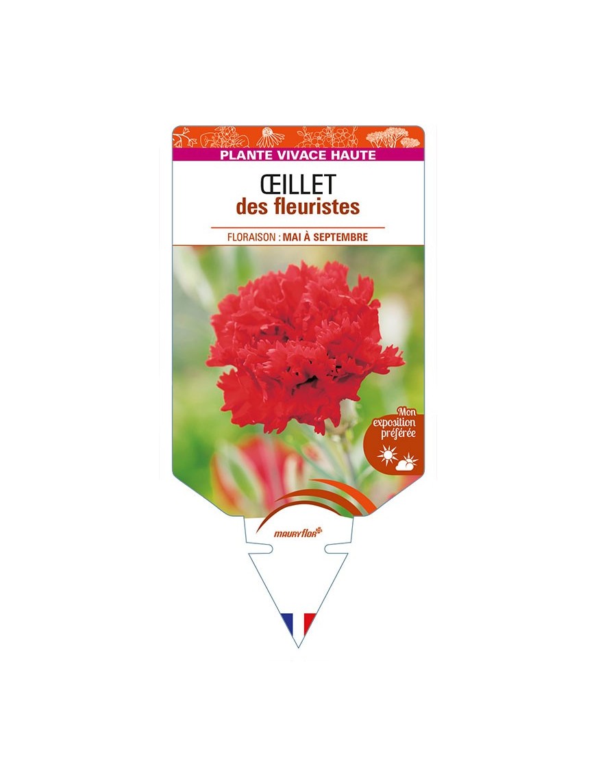 DIANTHUS caryophyllus (rouge) voir ŒILLET des fleuristes