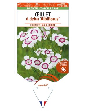 DIANTHUS deltoides 'Albiflorus' voir ŒILLET à delta