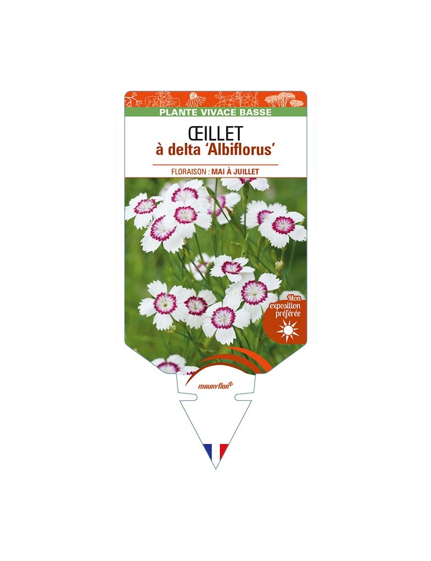 DIANTHUS deltoides 'Albiflorus' voir ŒILLET à delta