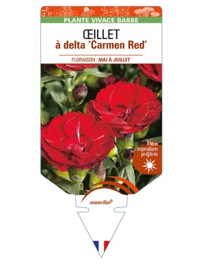 DIANTHUS deltoides 'Carmen Red' voir ŒILLET à delta