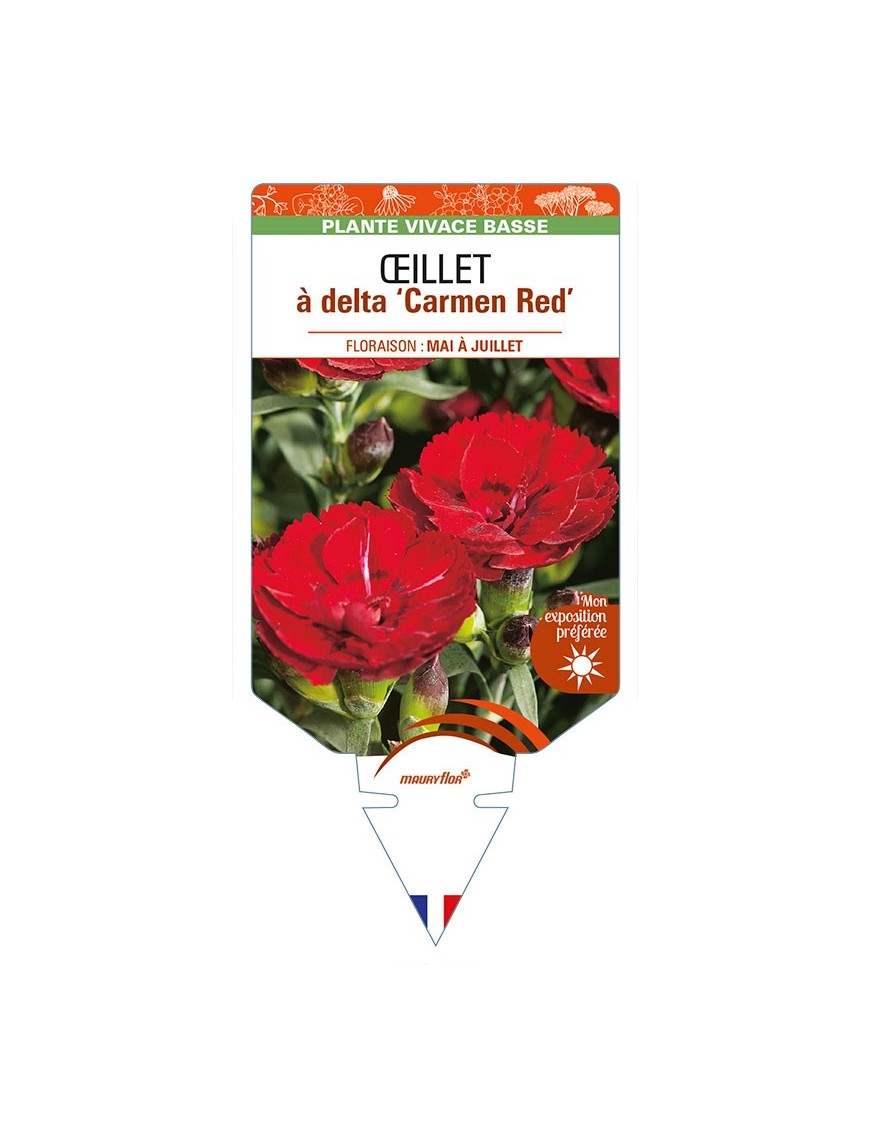 DIANTHUS deltoides 'Carmen Red' voir ŒILLET à delta