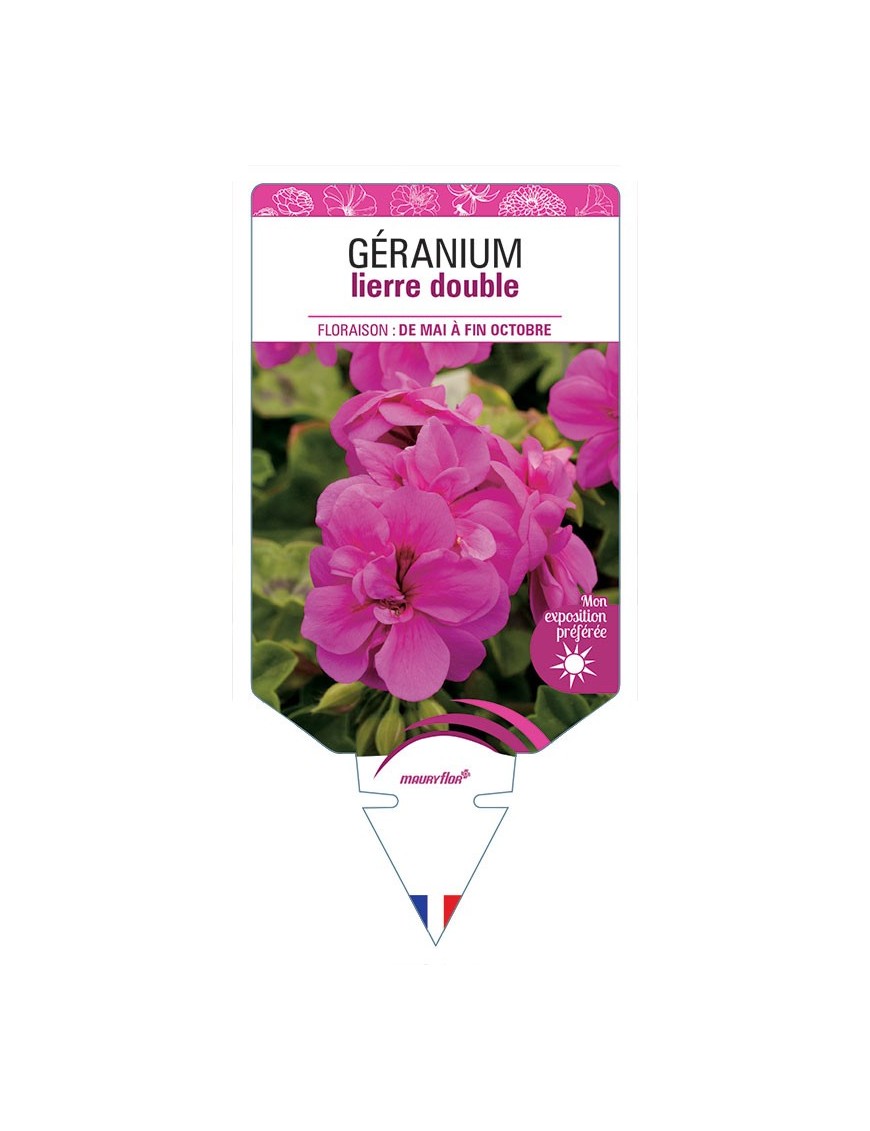 GÉRANIUM LIERRE DOUBLE (ROSE FONCÉ)