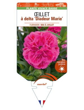 DIANTHUS deltoides 'Diadeur Marie' voir ŒILLET à delta