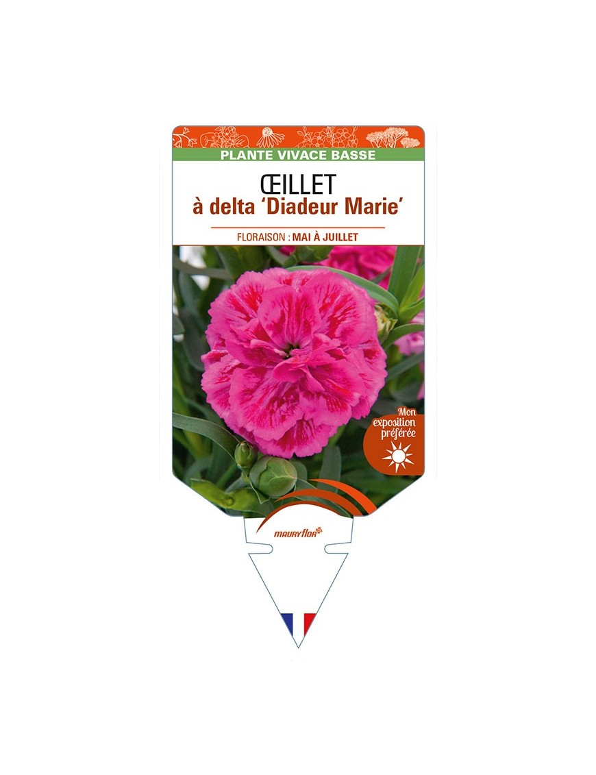 DIANTHUS deltoides 'Diadeur Marie' voir ŒILLET à delta