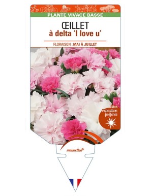 DIANTHUS deltoides 'I Love U' voir ŒILLET à delta