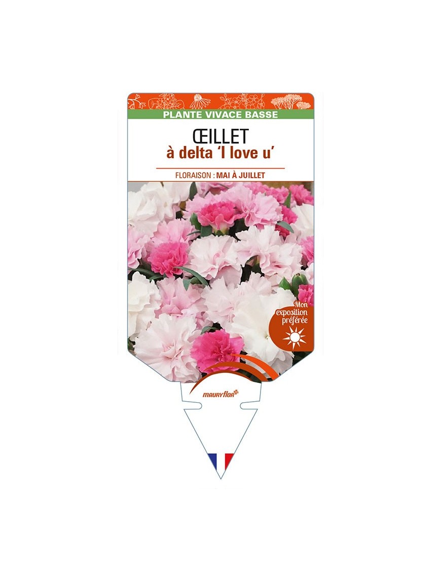 DIANTHUS deltoides 'I Love U' voir ŒILLET à delta