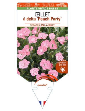 DIANTHUS deltoides 'Peach Party' voir ŒILLET à delta