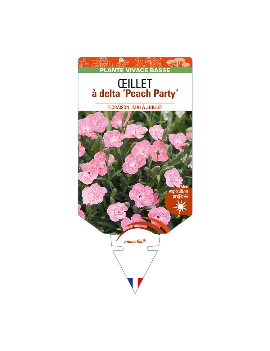 DIANTHUS deltoides 'Peach Party' voir ŒILLET à delta