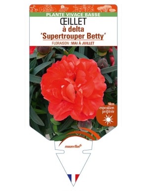 DIANTHUS deltoides 'Supertrouper Betty' voir ŒILLET à delta