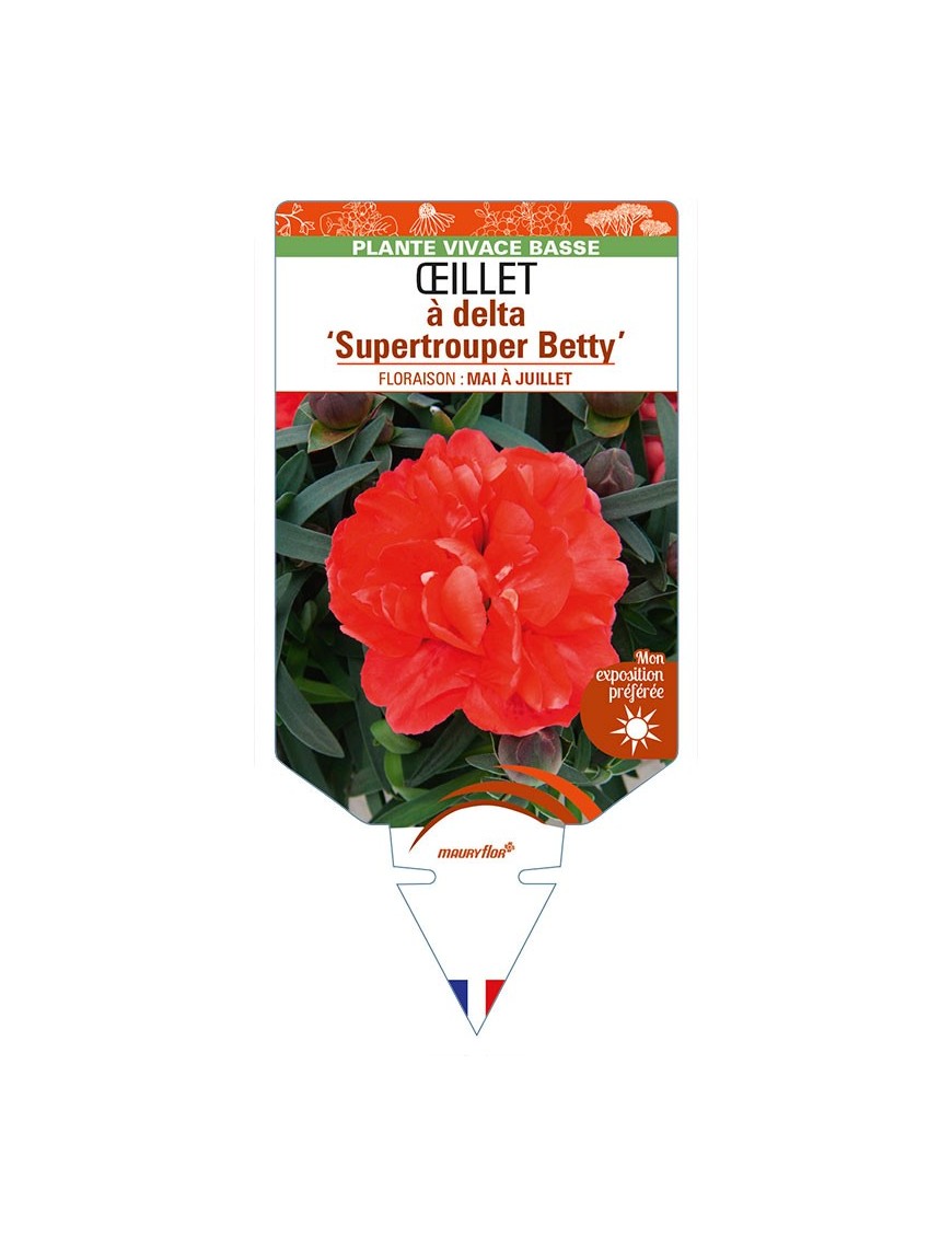 DIANTHUS deltoides 'Supertrouper Betty' voir ŒILLET à delta