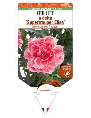 DIANTHUS deltoides 'Supertrouper Elise' voir ŒILLET à delta