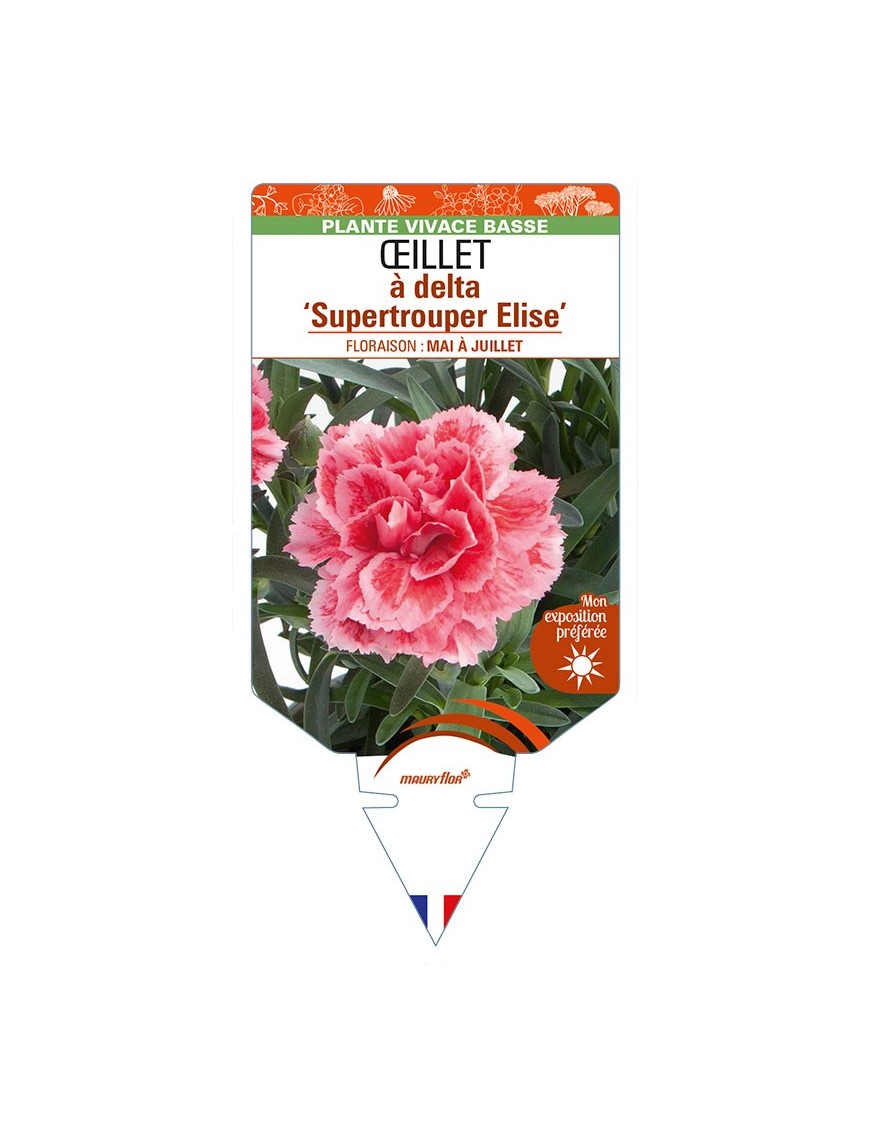 DIANTHUS deltoides 'Supertrouper Elise' voir ŒILLET à delta