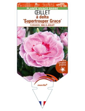 DIANTHUS deltoides 'Supertrouper Grace' voir ŒILLET à delta