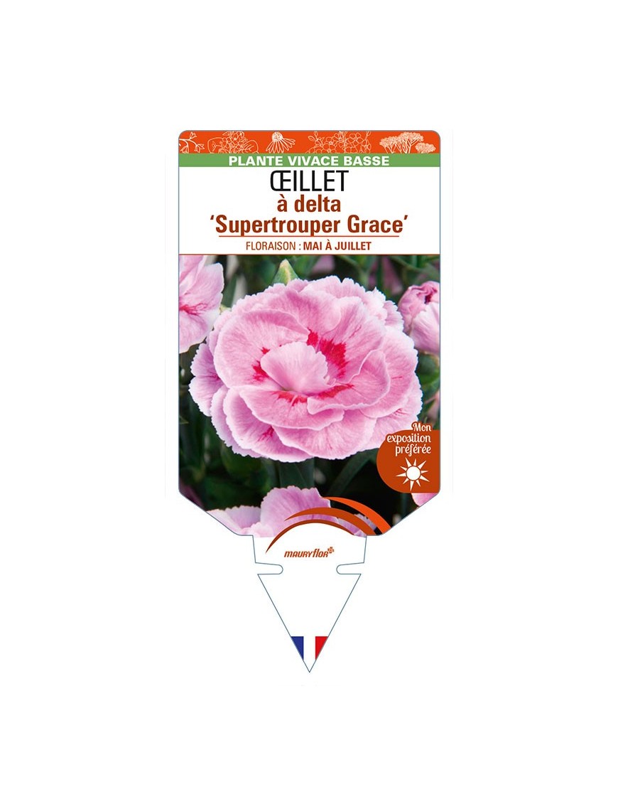 DIANTHUS deltoides 'Supertrouper Grace' voir ŒILLET à delta