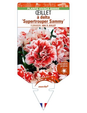 DIANTHUS deltoides 'Supertrouper Sammy' voir ŒILLET à delta