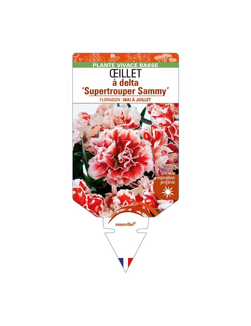 DIANTHUS deltoides 'Supertrouper Sammy' voir ŒILLET à delta