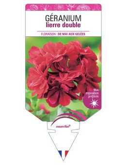 GÉRANIUM LIERRE DOUBLE (ROUGE FONCÉ)