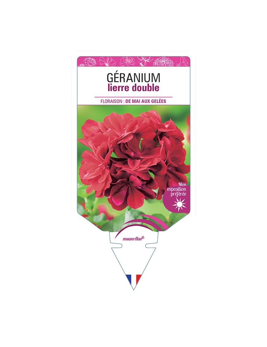 GÉRANIUM LIERRE DOUBLE (ROUGE FONCÉ)