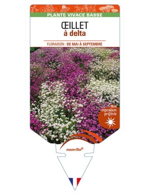 DIANTHUS deltoides varié voir ŒILLET à delta