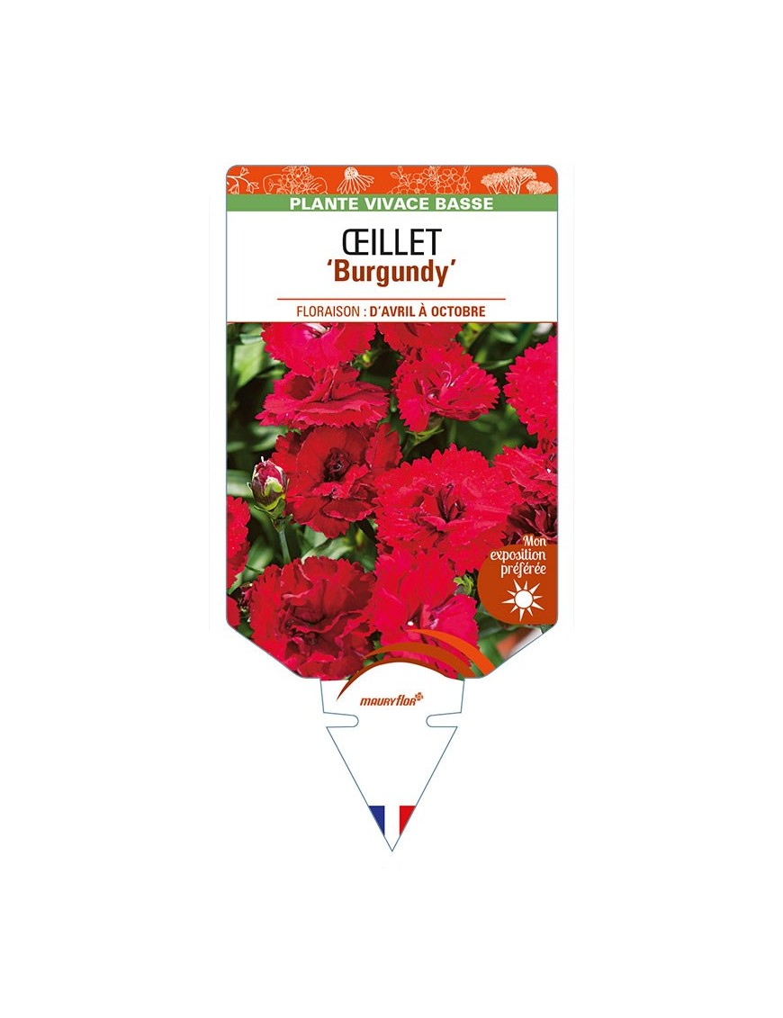 DIANTHUS diantica 'Burgundy' voir ŒILLET