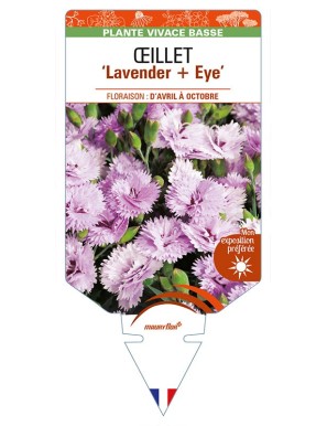 DIANTHUS diantica 'Lavender + Eye' voir ŒILLET