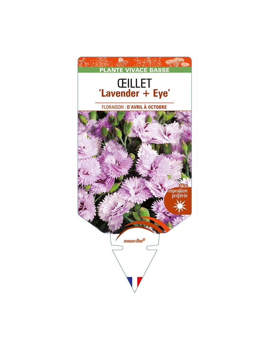 DIANTHUS diantica 'Lavender + Eye' voir ŒILLET