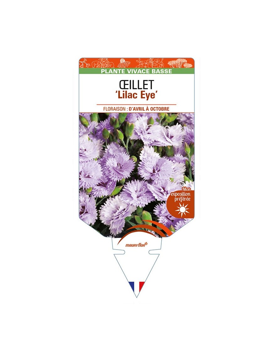 DIANTHUS diantica 'Lilac Eye' voir ŒILLET