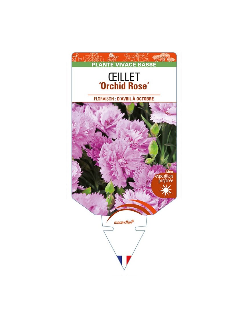 DIANTHUS diantica 'Orchid Rose' voir ŒILLET