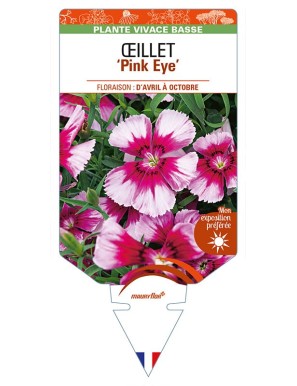 DIANTHUS diantica 'Pink Eye' voir ŒILLET