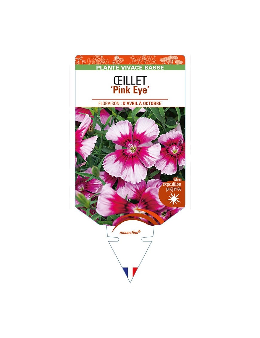 DIANTHUS diantica 'Pink Eye' voir ŒILLET