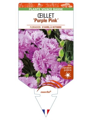 DIANTHUS diantica 'Purple Pink' voir ŒILLET