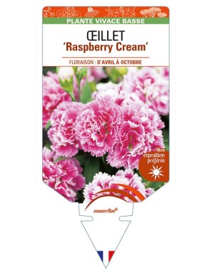 DIANTHUS diantica 'Raspberry Cream' voir ŒILLET