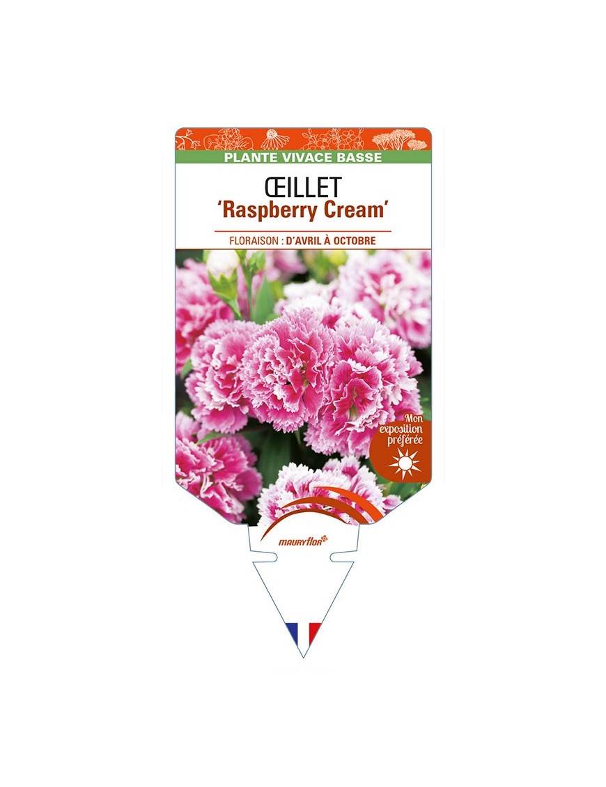 DIANTHUS diantica 'Raspberry Cream' voir ŒILLET
