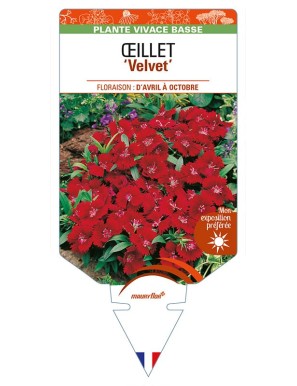 DIANTHUS diantica 'Velvet' voir ŒILLET