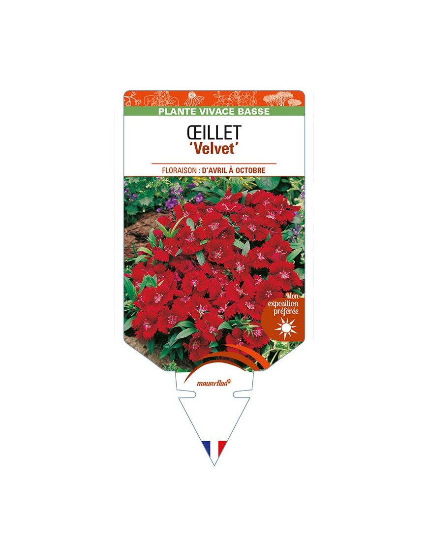 DIANTHUS diantica 'Velvet' voir ŒILLET