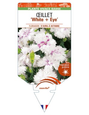 DIANTHUS diantica 'White + Eye' voir ŒILLET