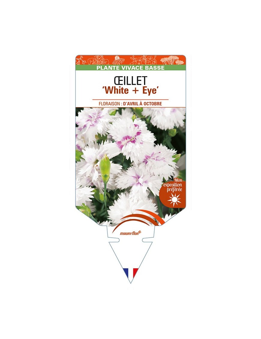 DIANTHUS diantica 'White + Eye' voir ŒILLET