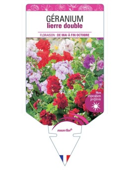 GÉRANIUM LIERRE DOUBLE (VARIÉ)