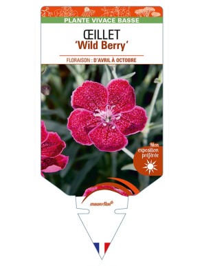 DIANTHUS diantica 'Wild Berry' voir ŒILLET