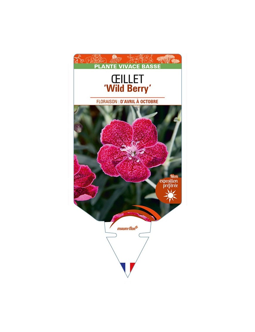 DIANTHUS diantica 'Wild Berry' voir ŒILLET