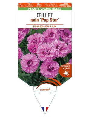DIANTHUS hybridus ‘Pop Star’ voir ŒILLET nain