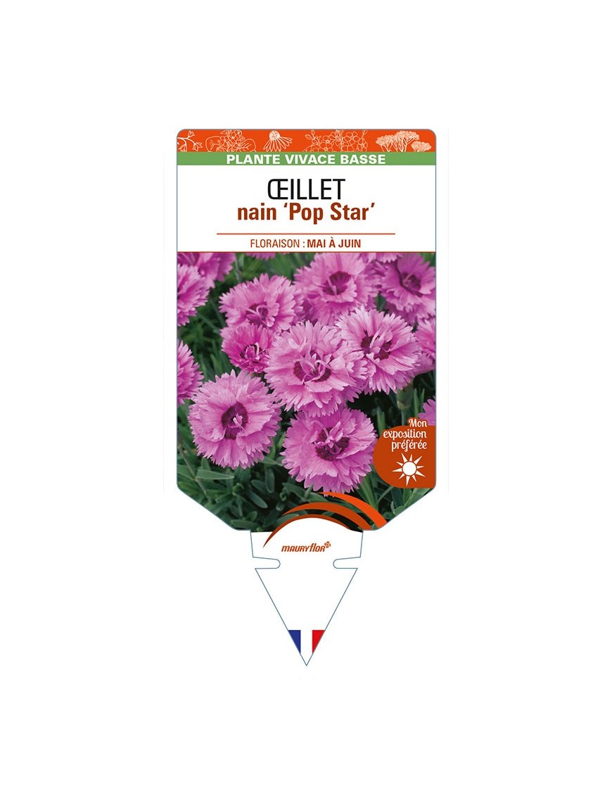 DIANTHUS hybridus ‘Pop Star’ voir ŒILLET nain