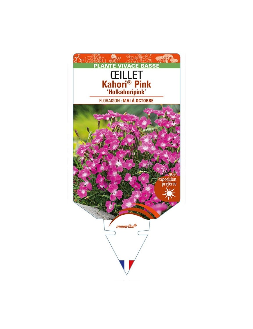 DIANTHUS Kahori® Pink 'Holkahoripink' voir ŒILLET