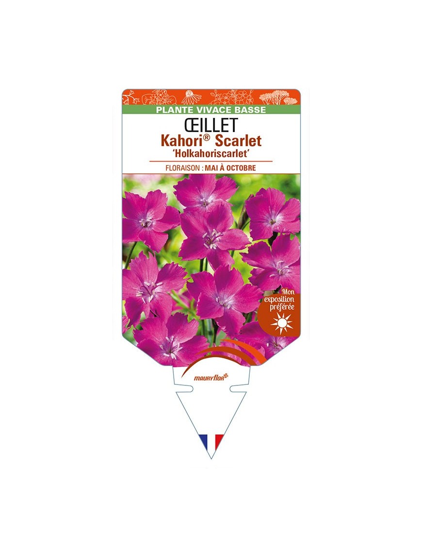 DIANTHUS Kahori® Scarlet 'Holkahoriscarlet' voir ŒILLET